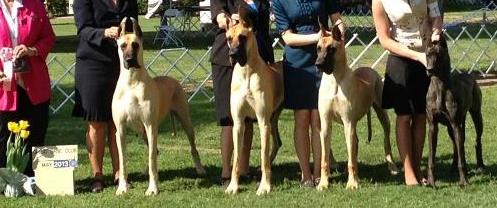 Eden Brood Bitch Winner