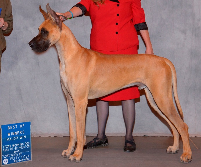 Milo-WD-Major-Working Dog Show